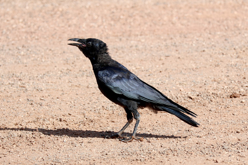 Little Crow