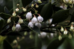 Vaccinium wrightii