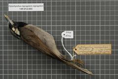 Black-Throated Shrikebill photo 3