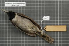 Black-Throated Shrikebill photo 4