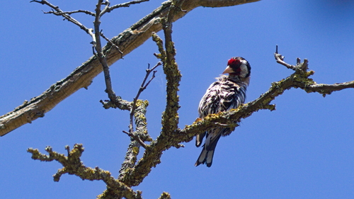 European Goldfinch
