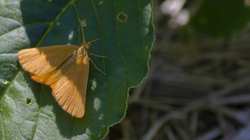 Purple-barred Yellow