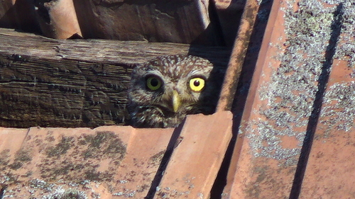 Little Owl