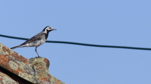 White Wagtail