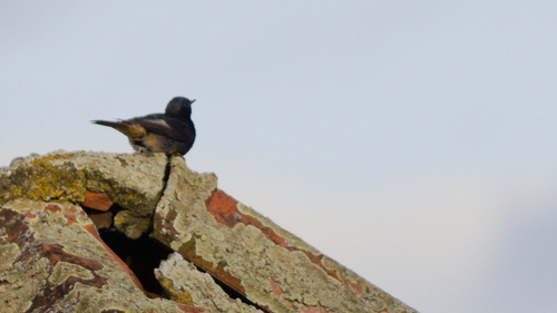 Black Redstart