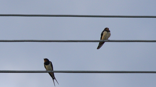 Barn Swallow