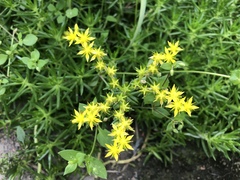 Sedum mexicanum