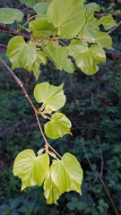 Tilia × europaea