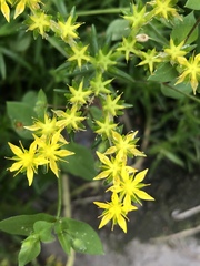 Sedum mexicanum