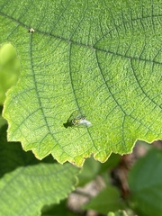 Condylostylus graenicheri