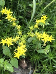 Sedum mexicanum