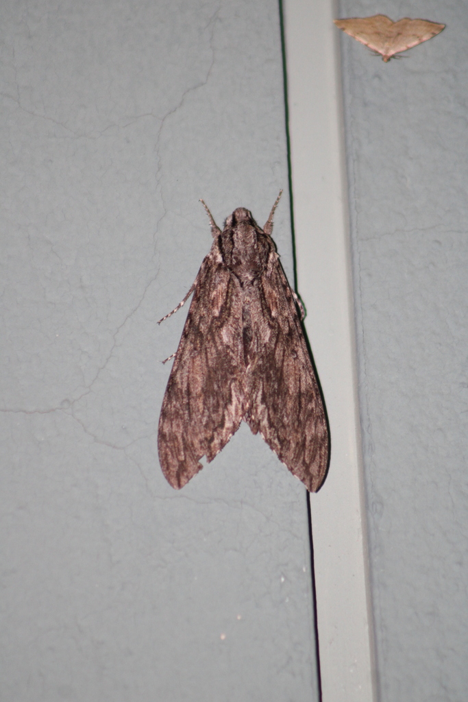 Lintneria lugens