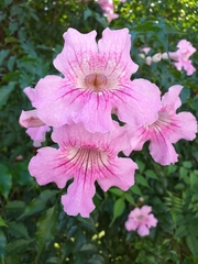 Podranea ricasoliana