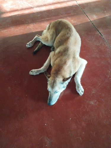 Domestic Dog