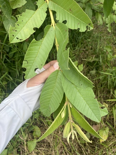 Common guava
