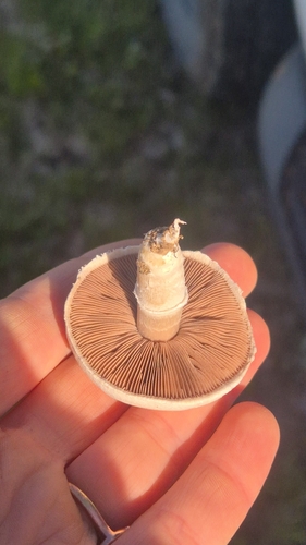 Meadow Mushroom