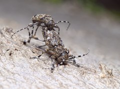 Aegomorphus clavipes