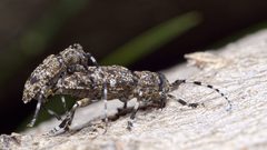 Aegomorphus clavipes