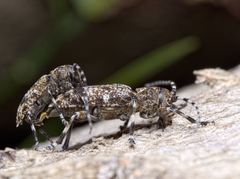 Aegomorphus clavipes