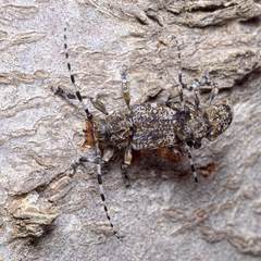 Aegomorphus clavipes