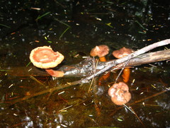 Lactarius oculatus