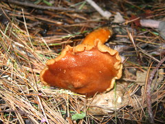 Lactarius oculatus
