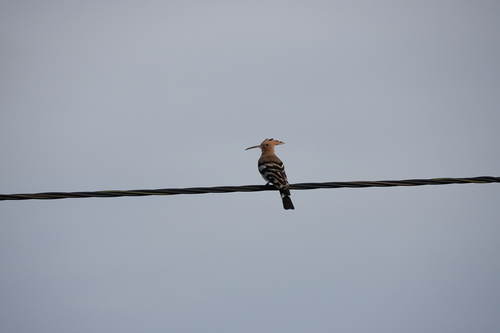 Common Hoopoe