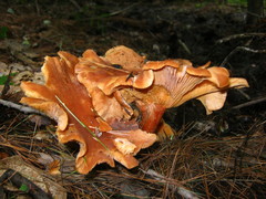 Lactarius oculatus