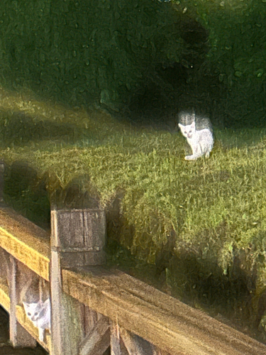 Domestic Cat