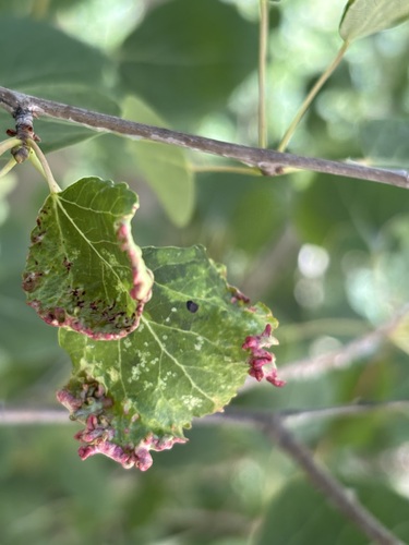 iNaturalist observation photo of Bead-like Cottonwood Gall aphid