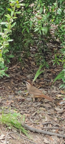 White-browed Laughingthrush