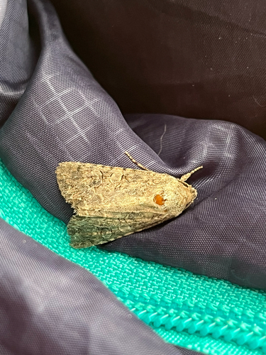 Nutmeg Moth