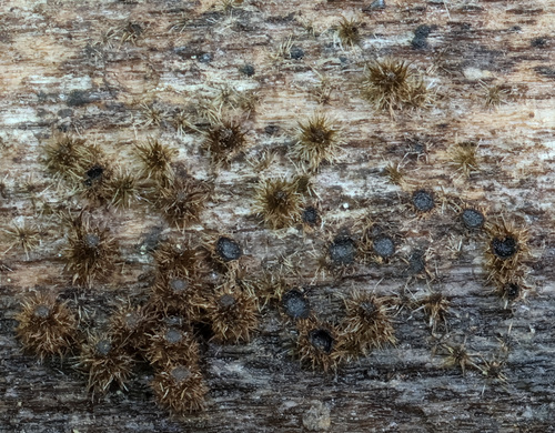 Echinosphaeria strigosa