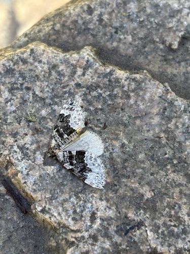 iNaturalist observation photo of Cidariini