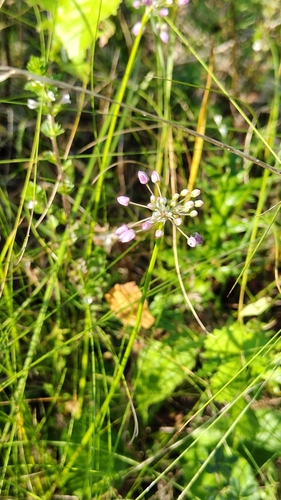 Allium rubens, photograph 6
