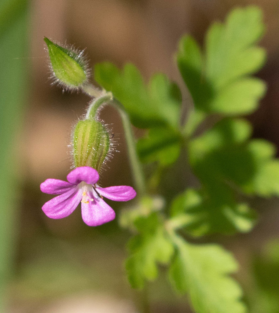 Geranium purpureum — a medium houseplant, prefers full sun light