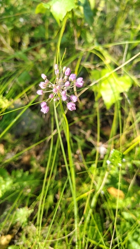 Allium rubens, photograph 5