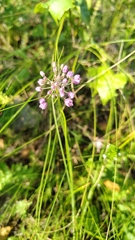 Allium rubens, photograph (c) Полина Полежанкина, some rights reserved (CC BY)