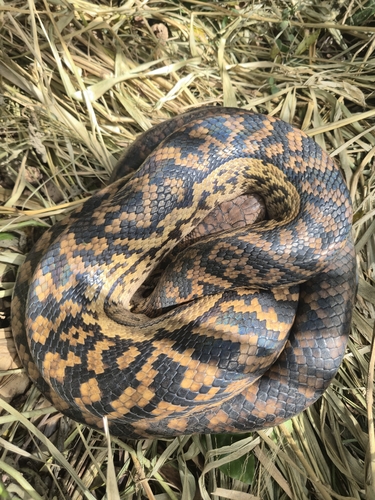 Australian Scrub Python