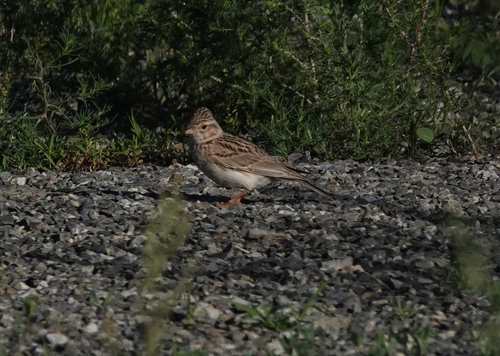 Asian Short-toed Lark