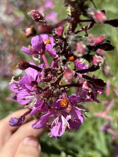 iNaturalist observation photo of Convergent Lady Beetle