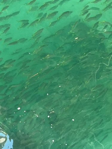 Diamondfish