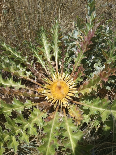 Acanthus-leaved Carline-thistle