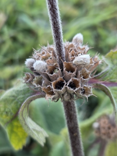 Phlomoides oreophila