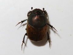 Onthophagus coenobita