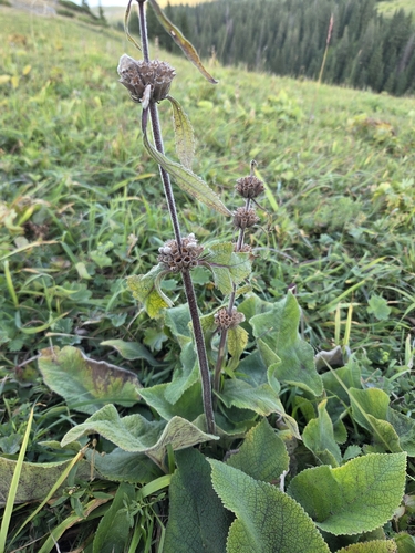 Phlomoides oreophila, photograph 2