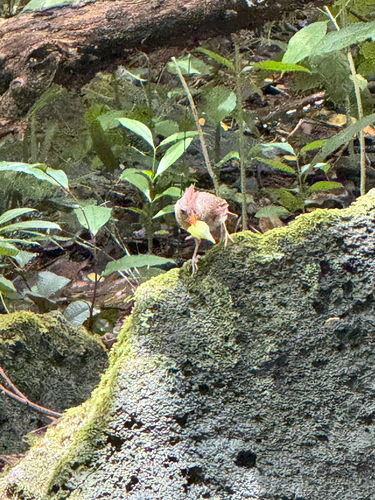 Cardinalis cardinalis observed 2026-07-28