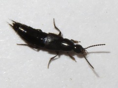 Philonthus carbonarius