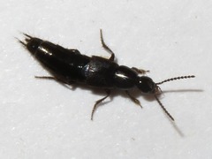 Philonthus carbonarius