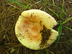 Russula aurea